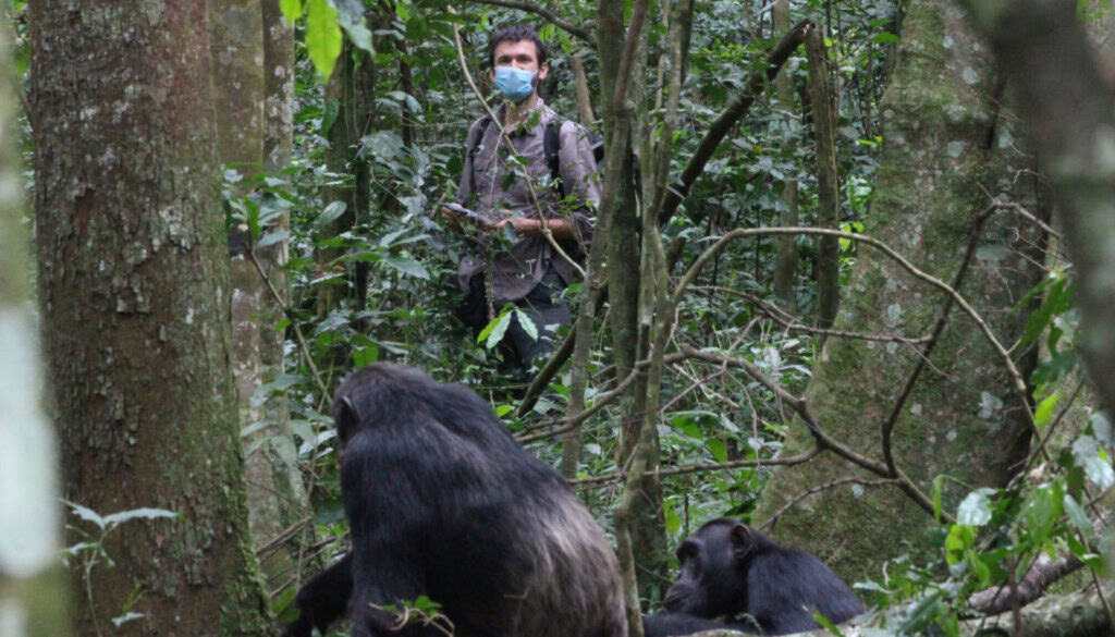 chimpanzés alcool