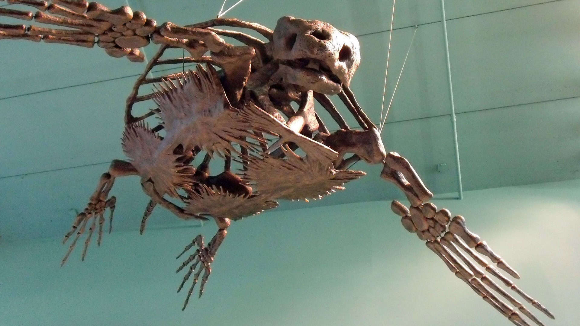 Archelon-voando-1920x1080