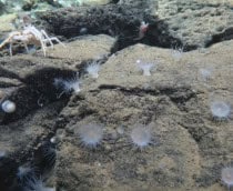 Biodiversidade-nas-crateras-210x172