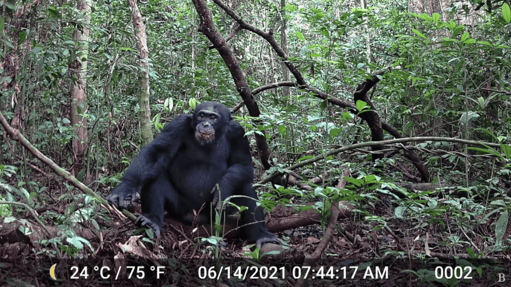 chimpanzés alcool
