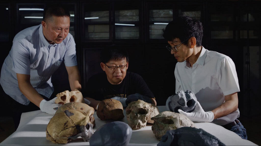 Cientistas manuseando crânios ancestrais