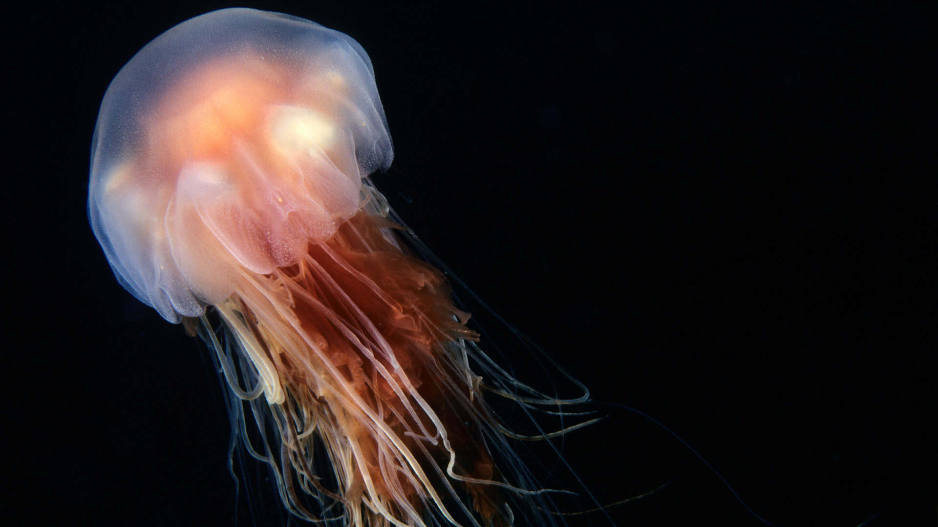 Cyanea-capillata-1-1920x1080
