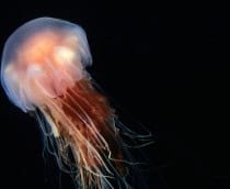 Cyanea-capillata-1-210x172