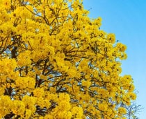 Lindas flores amarelas douradas de Tabebuia Chrysotricha, conhecidas como ipê-amarelo, florescendo no parque em um dia de primavera, com jardim e céu ao pôr do sol ao fundo