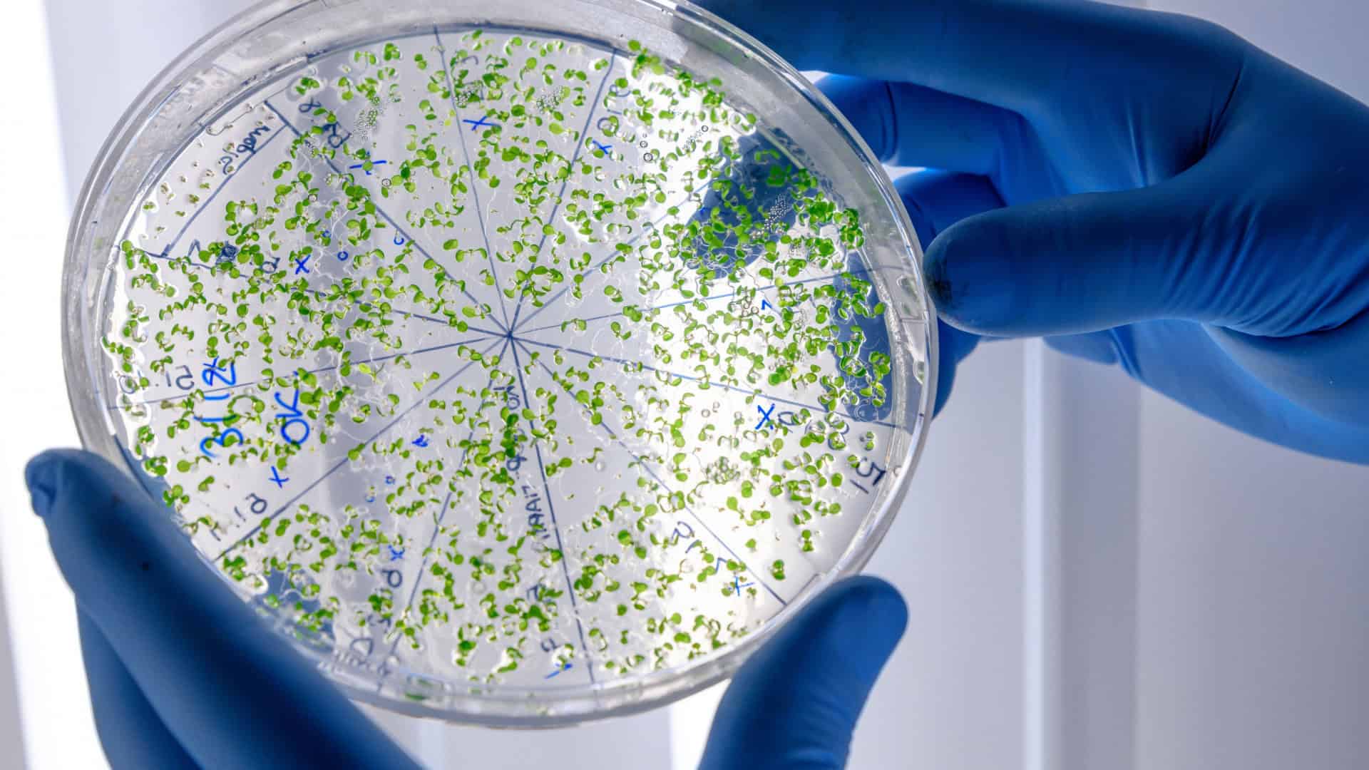 Trabalhador de laboratório examinando uma substância verde em uma placa de Petri enquanto conduz uma pesquisa sobre o coronavírus