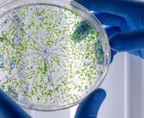 Trabalhador de laboratório examinando uma substância verde em uma placa de Petri enquanto conduz uma pesquisa sobre o coronavírus