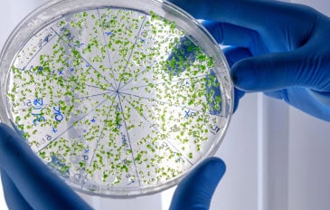 Trabalhador de laboratório examinando uma substância verde em uma placa de Petri enquanto conduz uma pesquisa sobre o coronavírus
