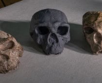 Réplica de crânio de um milhão de anos chamado Yunxian 2 ao lado de dois exemplares de verdade – o Yunxian 1 e o 2 – numa mesa