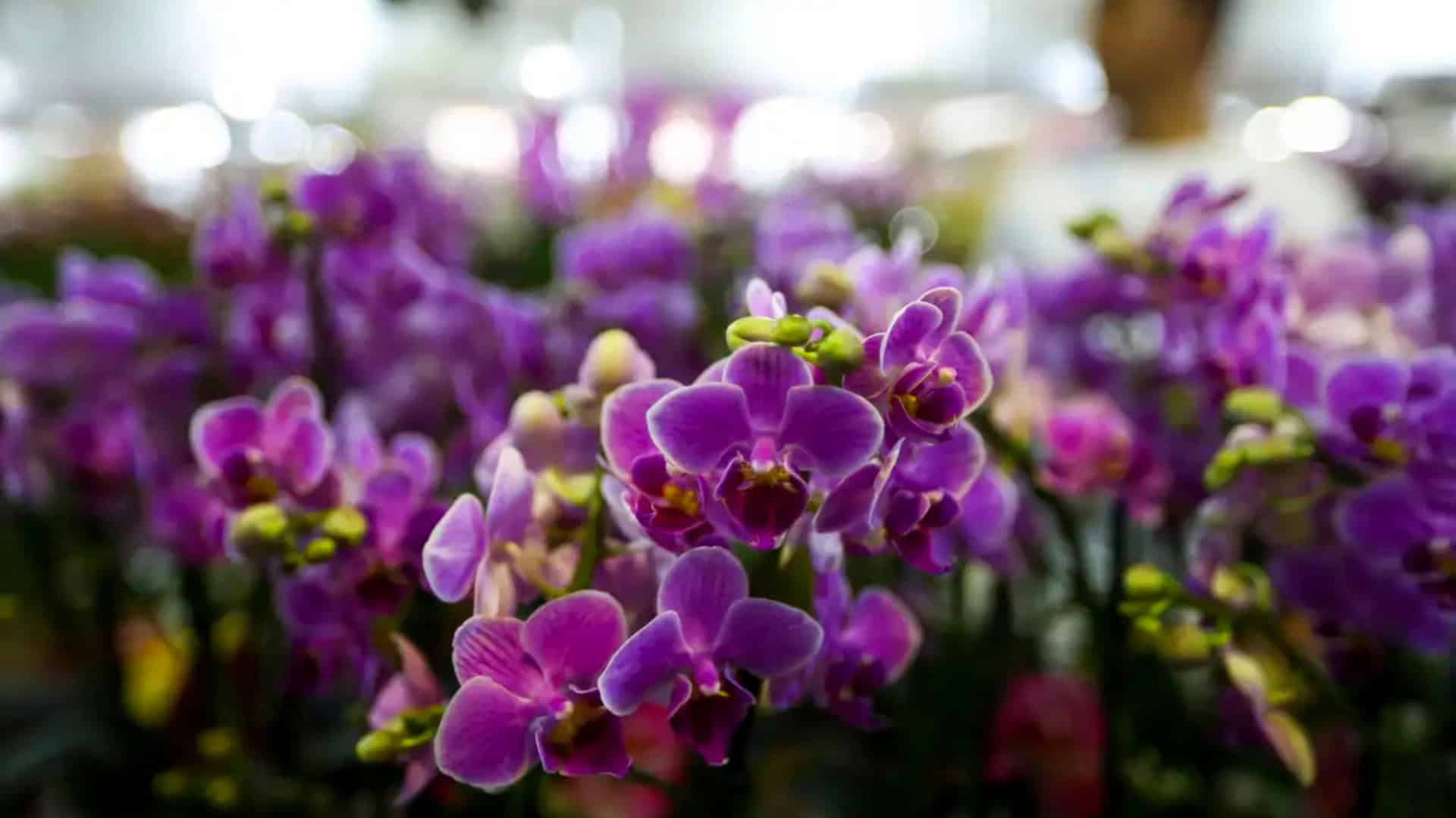 Flores na primavera