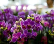 Flores na primavera