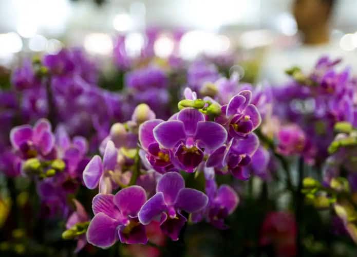 Flores na primavera