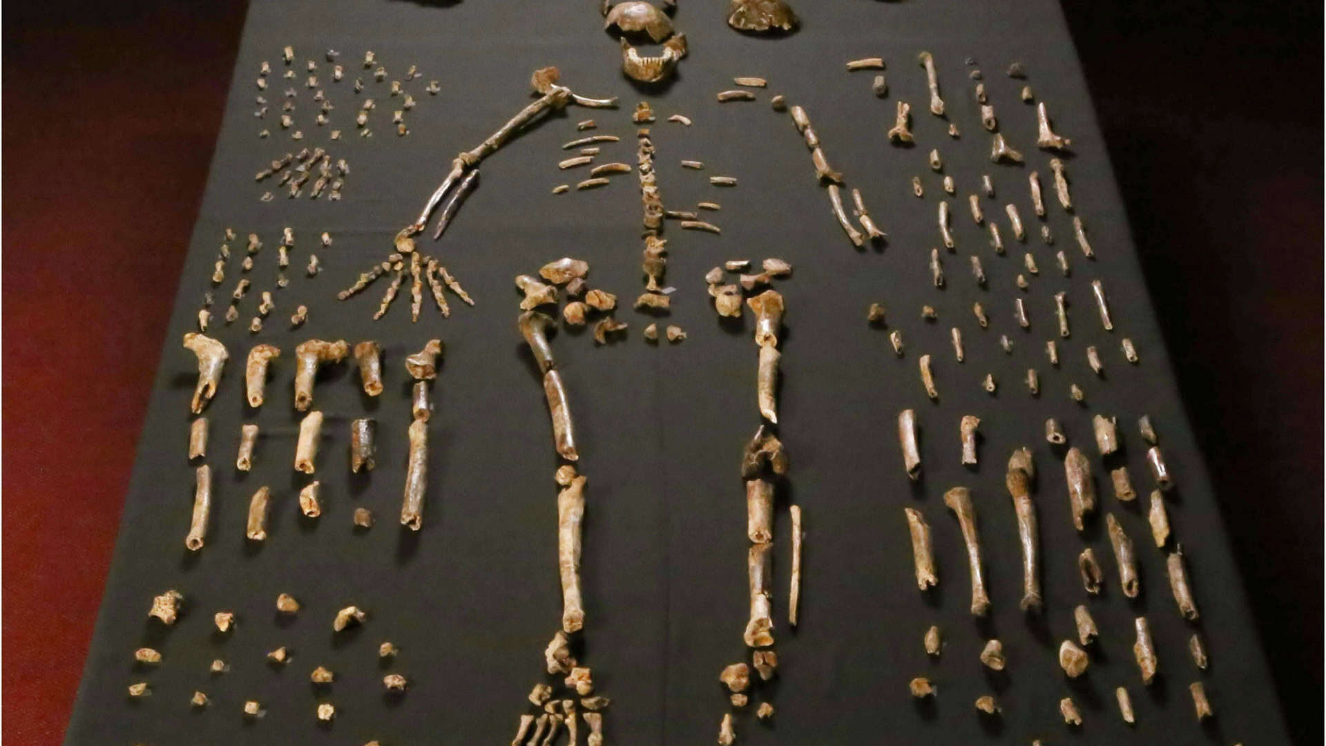 homo naledi