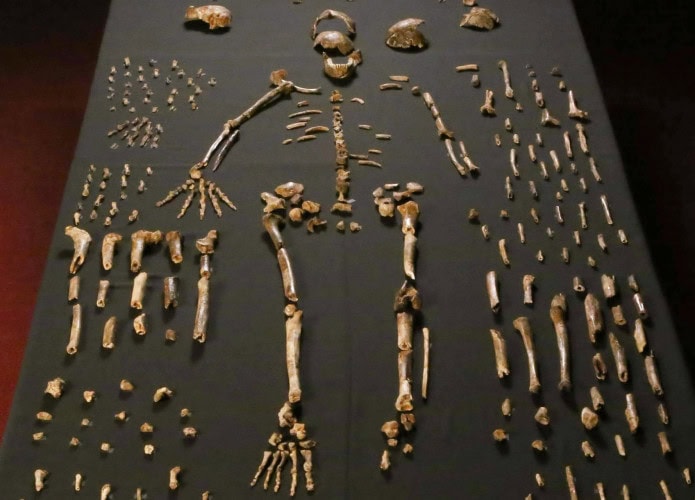 homo naledi