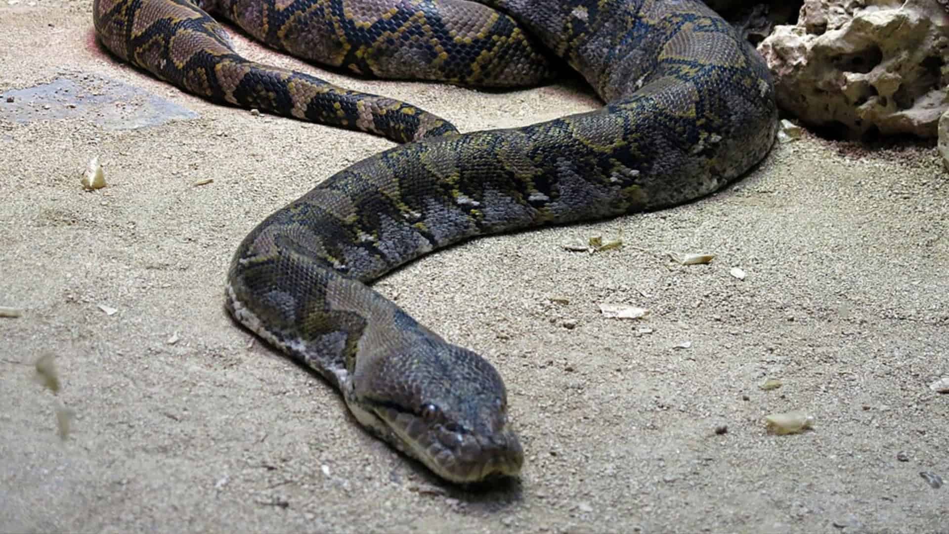 Python-reticulatus-1-1920x1080