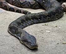 Python-reticulatus-1-210x172