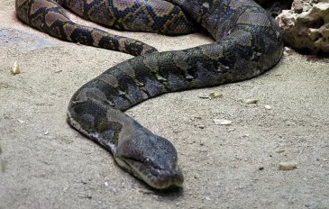 Python-reticulatus-1-365x232