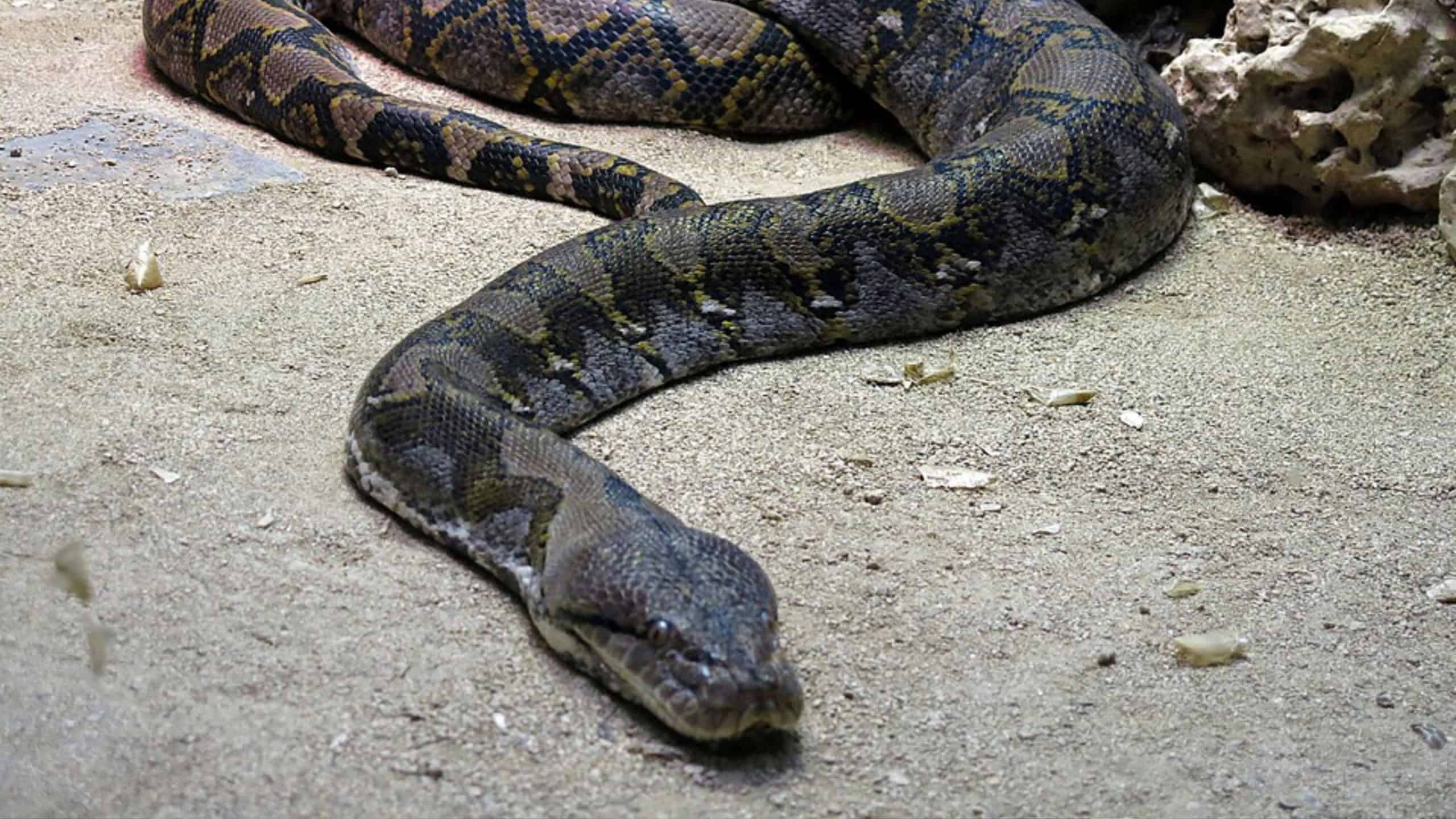 Quais cobras podem engolir um ser humano?