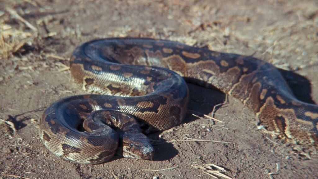 Python sebae