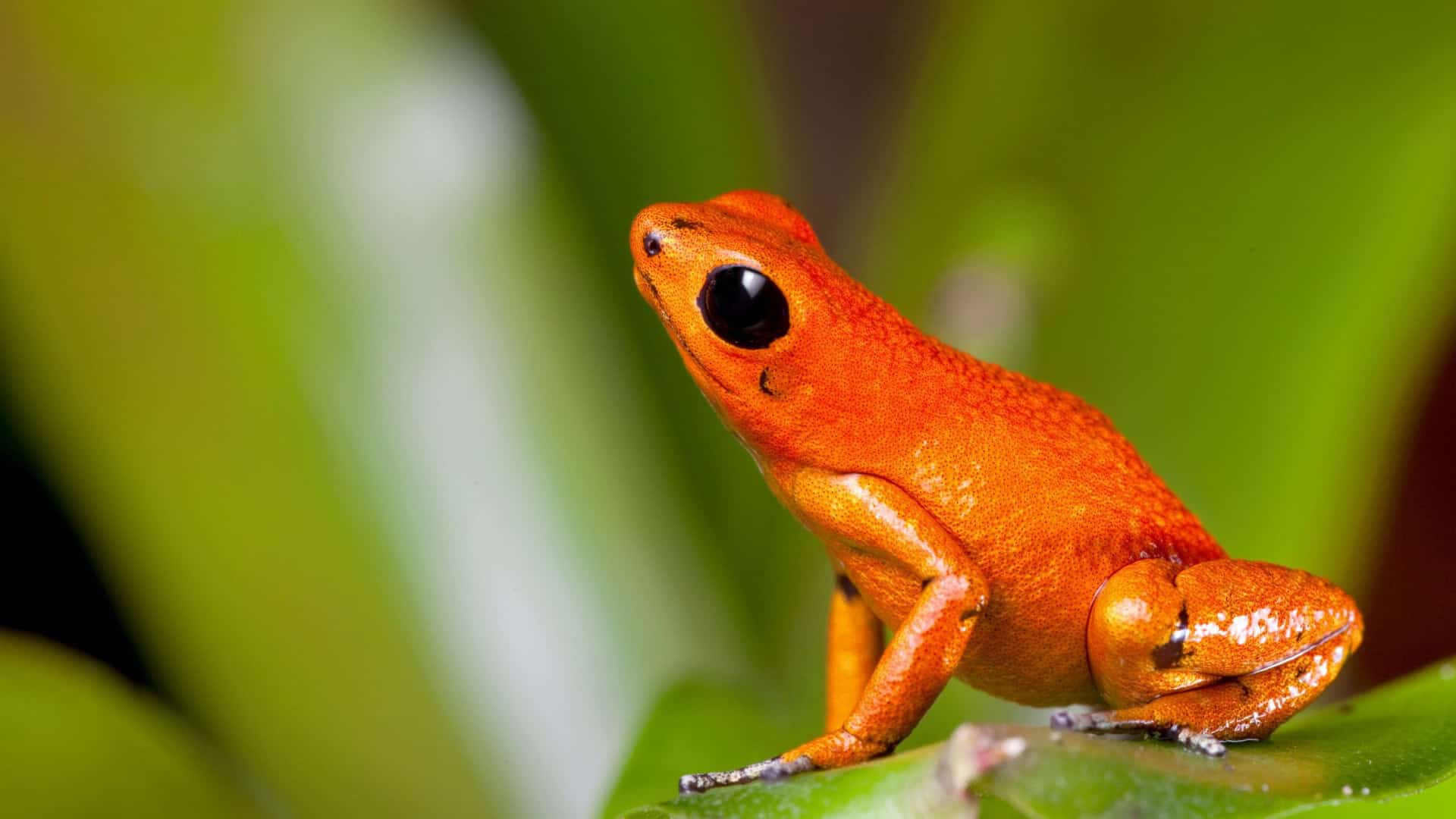 Sapo-laranja-1920x1080