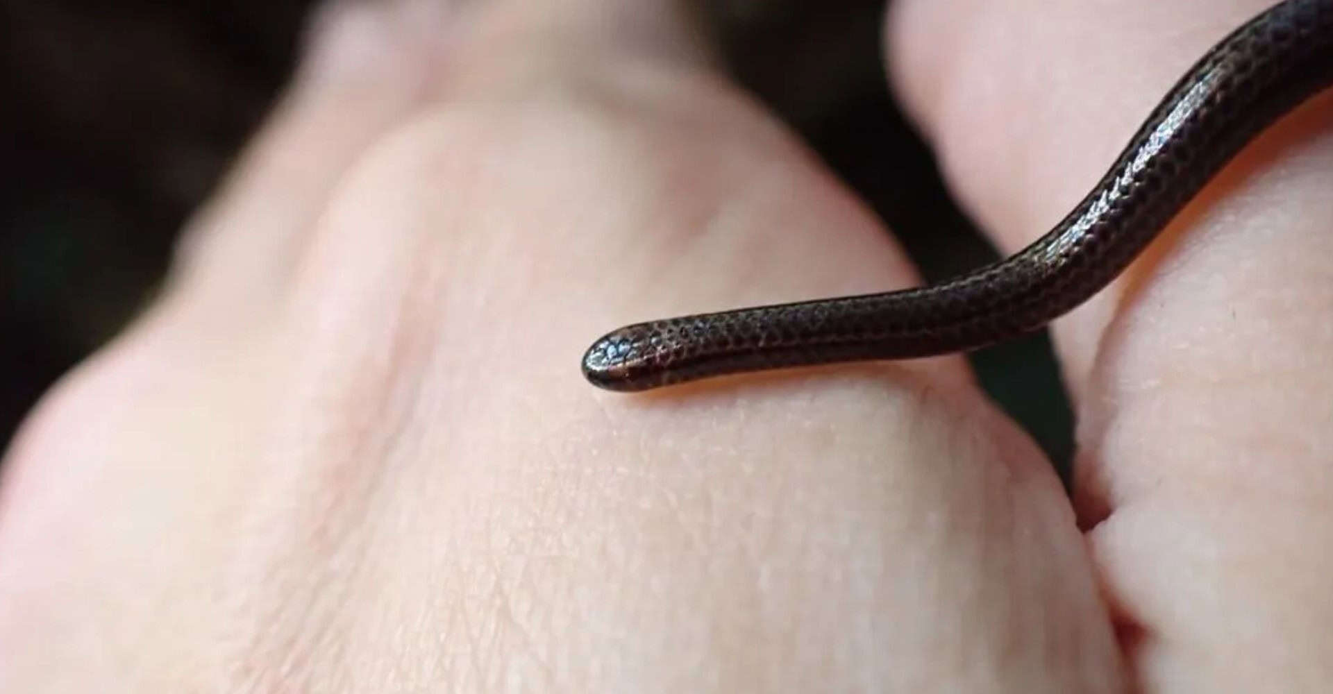 Menor serpente do mundo é reencontrada após 20 anos desaparecida (Imagem: Connor Blades, Re:Wild)