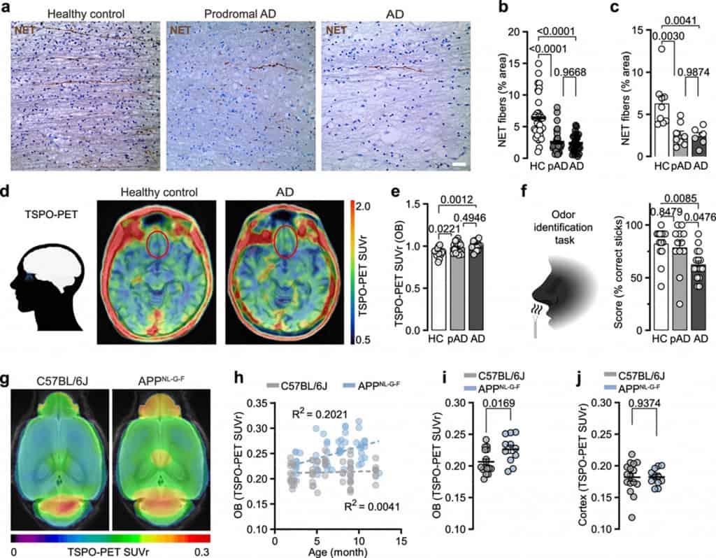 A perda de cheiro de Alzheimer em ratos