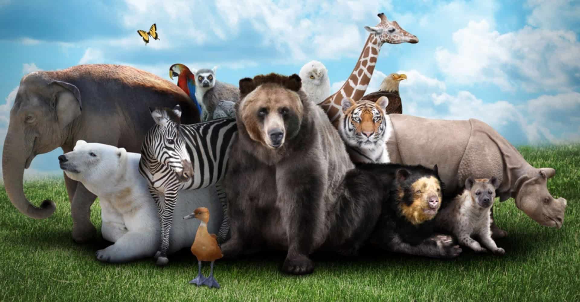 animais