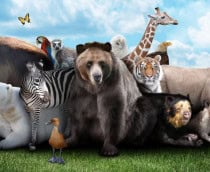 animais