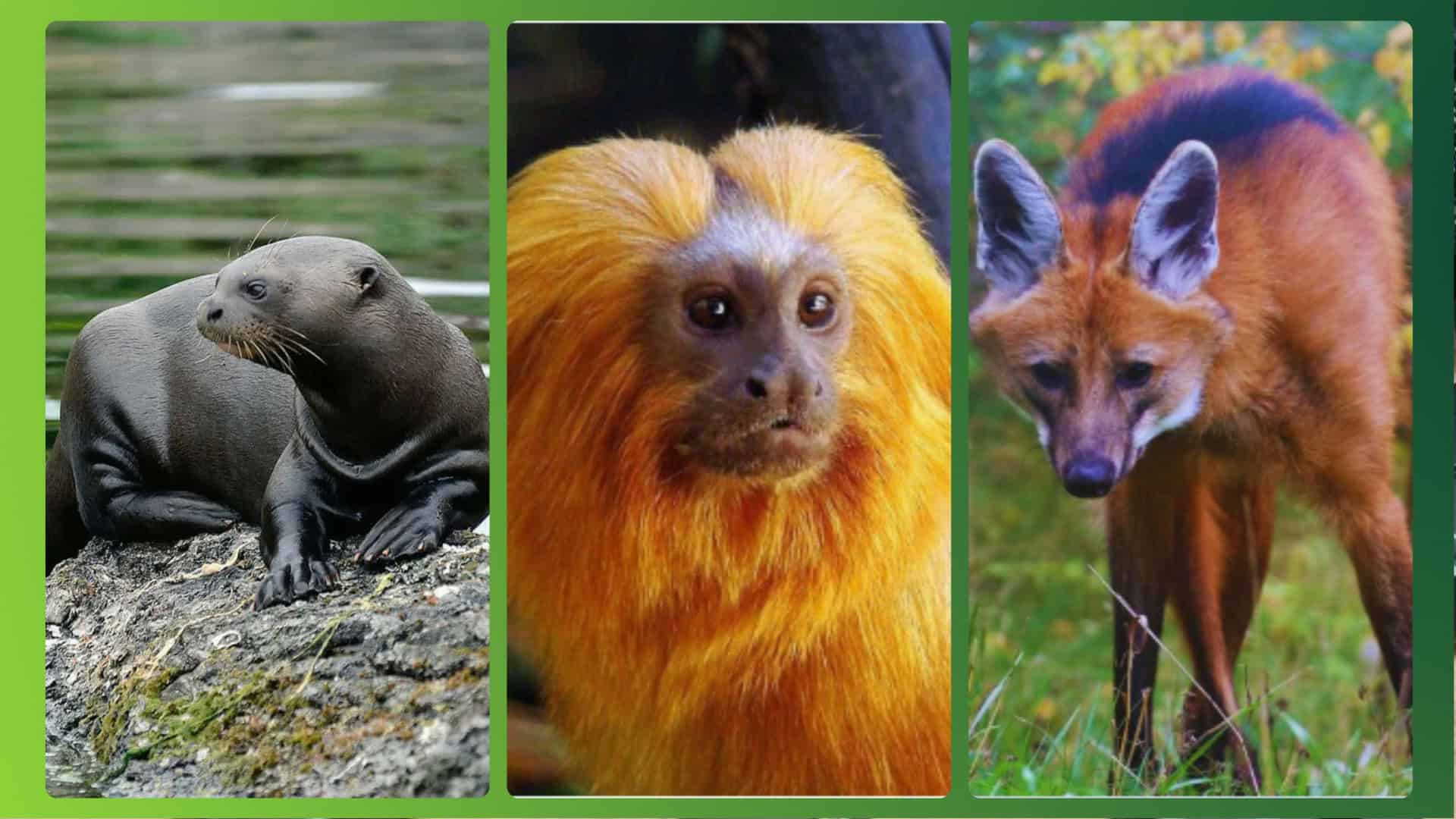 animais-brasileiros-extincao-1920x1080
