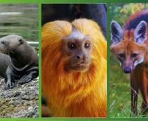 animais-brasileiros-extincao-210x172
