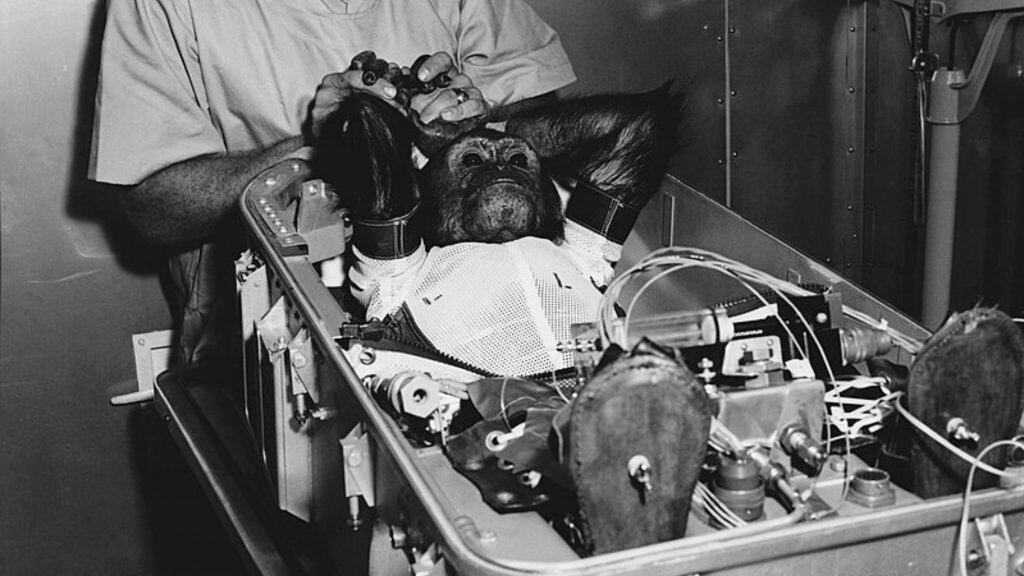 Enos, o terceiro grande símio e único chimpanzé a orbitar a Terra, sendo preparado para lançamento no Mercury-Atlas 5