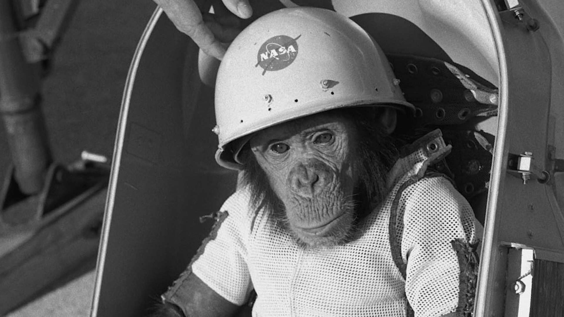 Ham, o chimpanzé, primeiro grande símio no espaço durante o voo suborbital