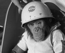 Ham, o chimpanzé, primeiro grande símio no espaço durante o voo suborbital