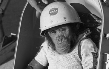 Ham, o chimpanzé, primeiro grande símio no espaço durante o voo suborbital