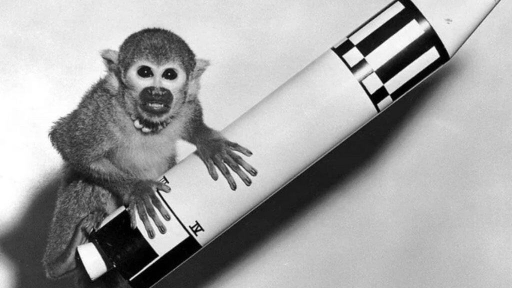 macaco albert