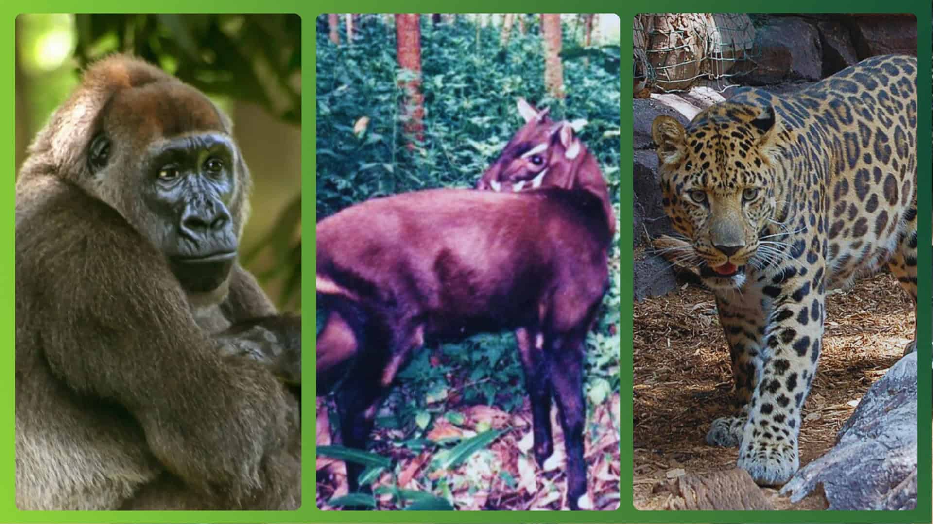 animais-extincao-1920x1080