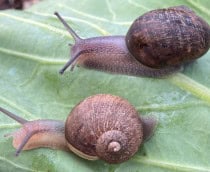 caracol-1-1-210x172