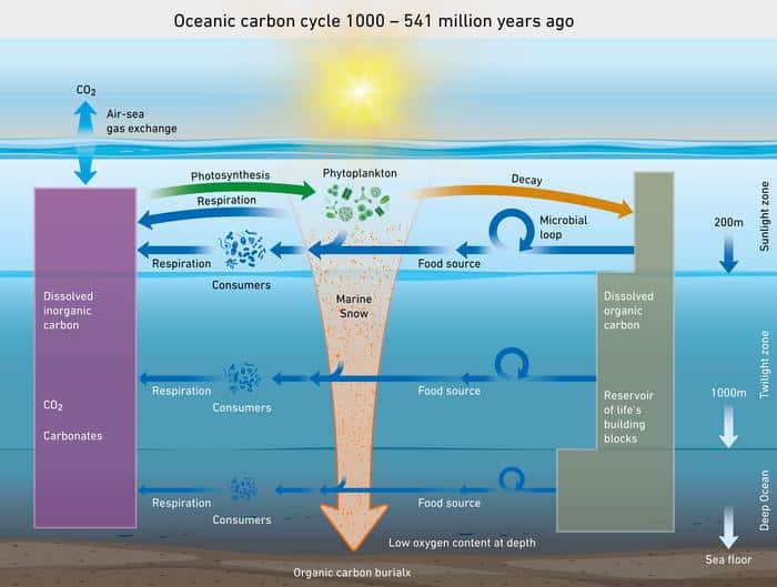 Arte mostrando como era o ciclo do carbono no oceano no passado