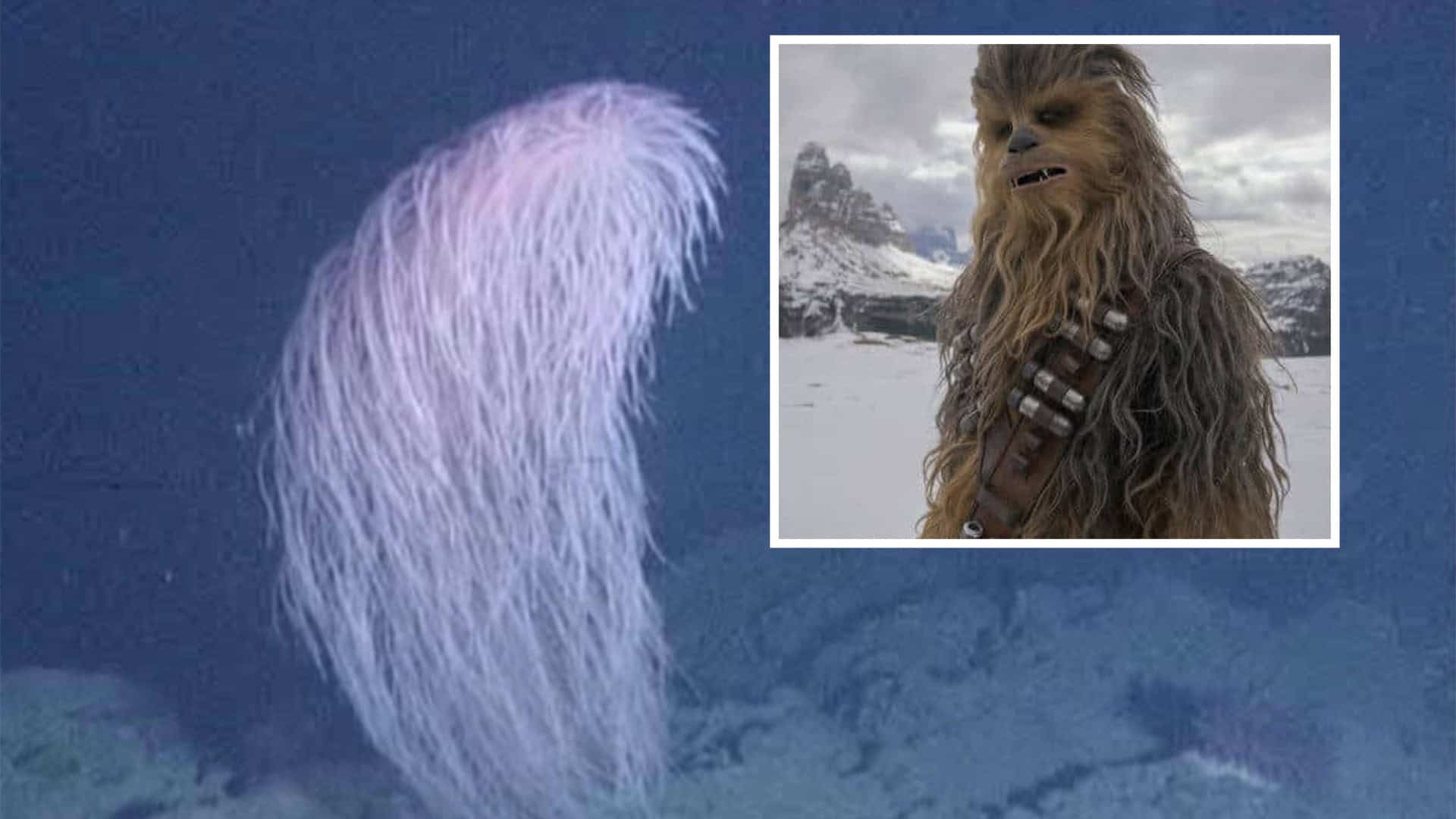 coral-chewbacca-1-1920x1080