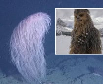 coral-chewbacca-1-210x172