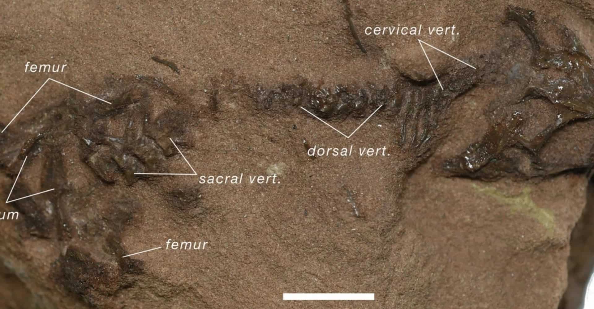 O esqueleto ajudou cientistas a fazer uma grande descoberta sobre a evolução dos répteis (Imagem: Benton, M., et al/Nature/(CC By 4.0))