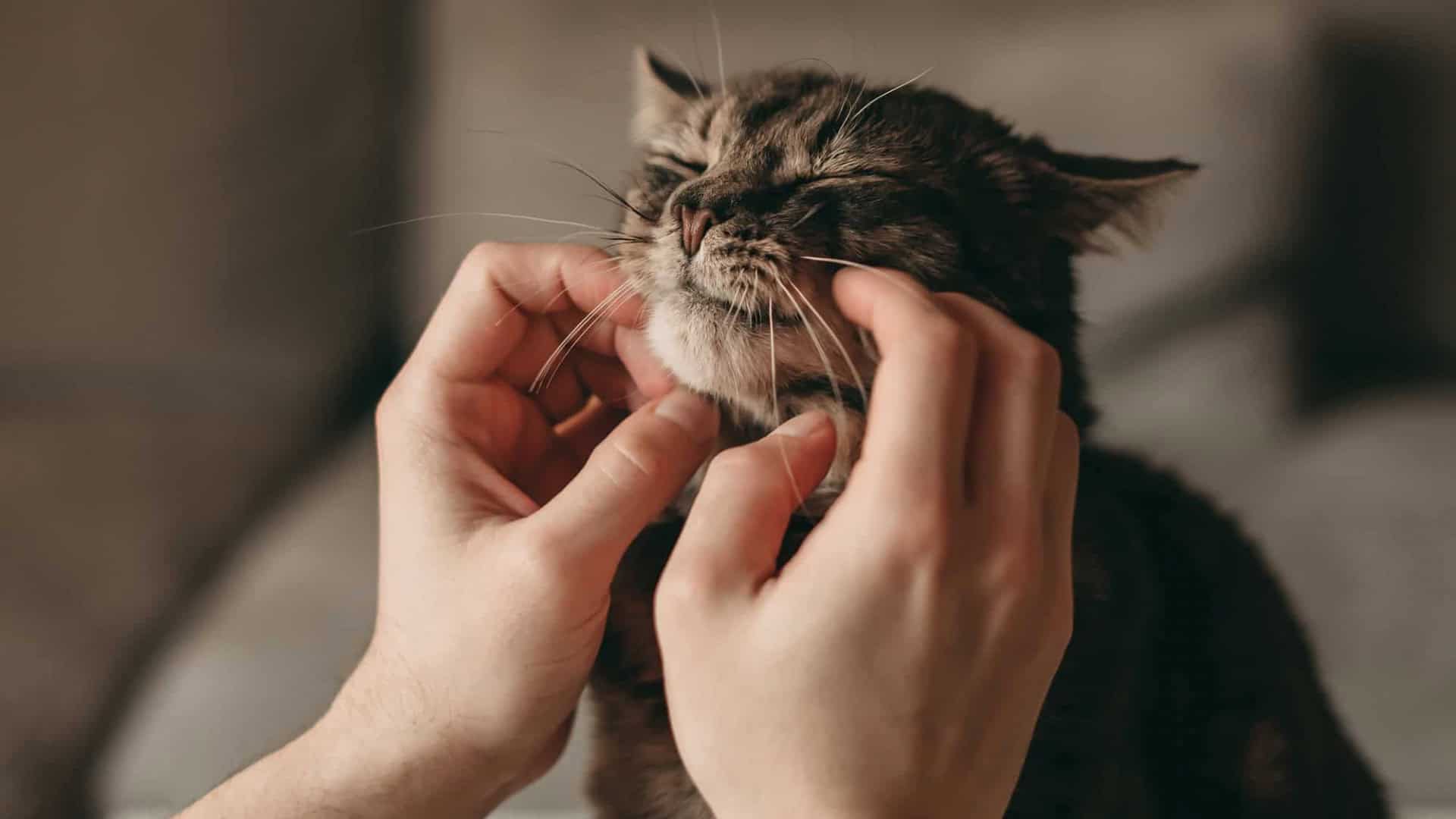 gato-1920x1080