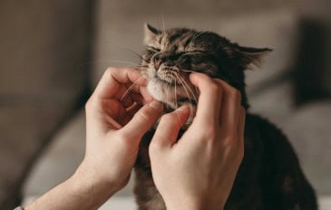 gato-365x232