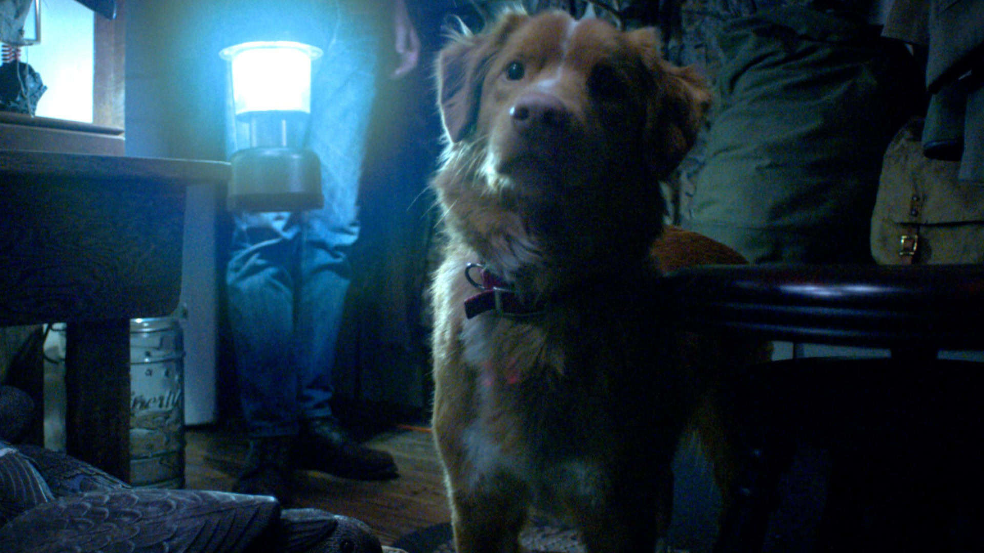 cena do filme good boy, que conta a história de terror sob a perspectiva do cachorro