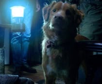 cena do filme good boy, que conta a história de terror sob a perspectiva do cachorro