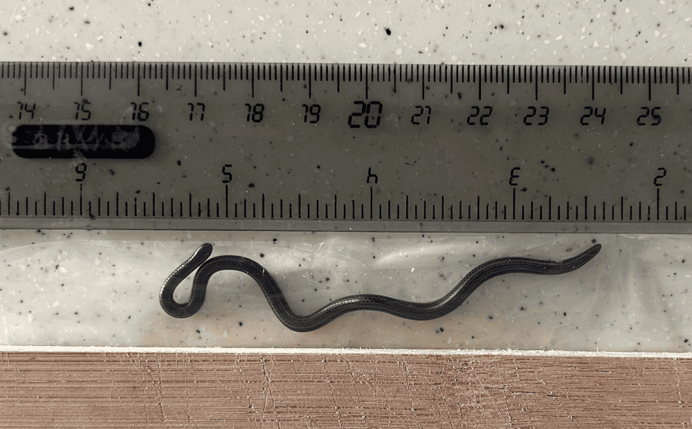A cobra é tão pequena que passa despercebida facilmente na natureza (Imagem: Connor Blades)