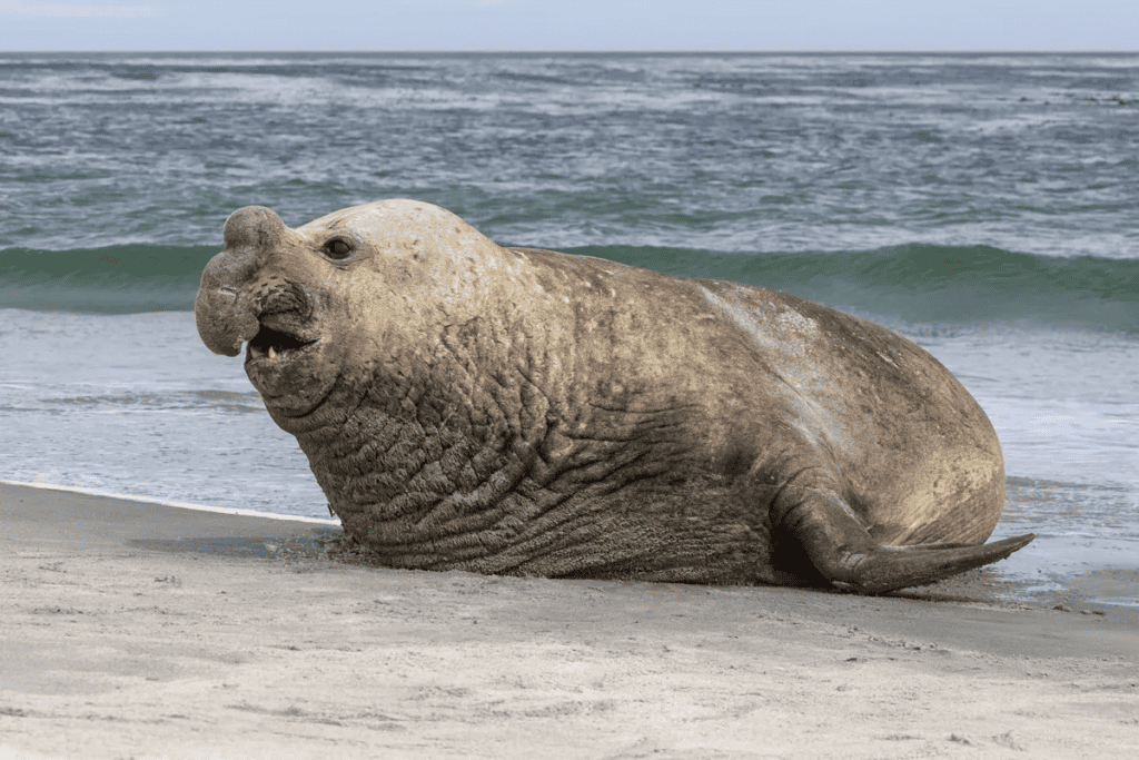 Foca-elefante-do-sul (Mirounga leonina)