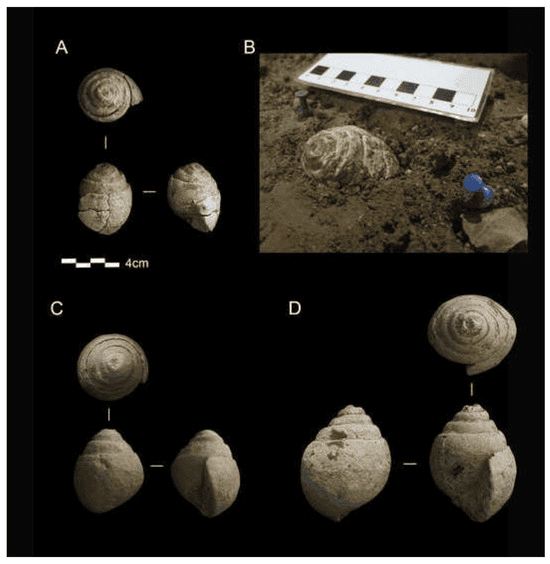 Arqueólogos encontraram as conchas em El Tesoro e Cueva del Hoyo de la Mina Imagem: (Lozano-Francisco et al., Quaternary, 2025 (CC BY 4.0))

