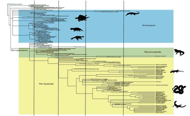 Fóssil ajudo os cientistas a descobrir o porquê o tuatara é o último de sua ordem (Imagem: Benton, M., et al/Nature/(CC By 4.0))