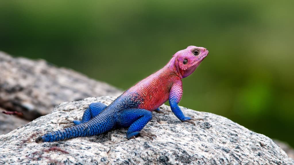 Lagarto-de-rabo-vermelho