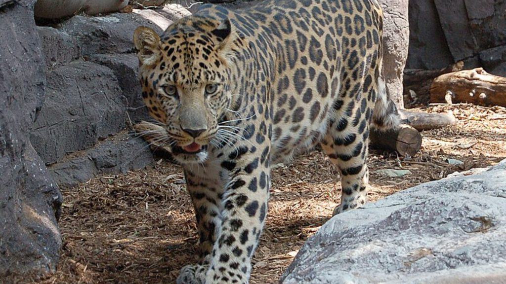 Leopardo-de-amur